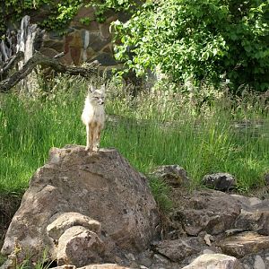 Enclosure for corsac foxes (2014)