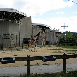 Africa House - Giraffe (2014)