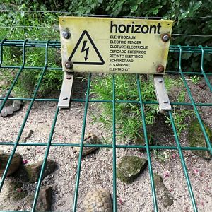 Tortoises with electric wire (2014)