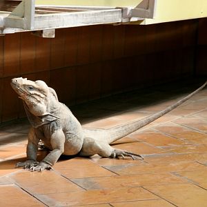 Oskar, the free ranging rhinoceros iguana (Cyclura cornuta) (2010)