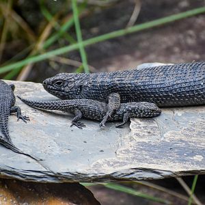 Cunningham's Skink with young