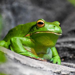 White-lipped Tree Frog