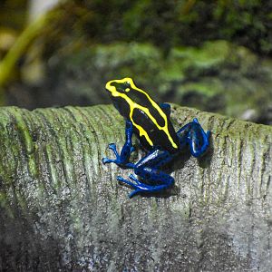 Dyeing Poison Dart Frog