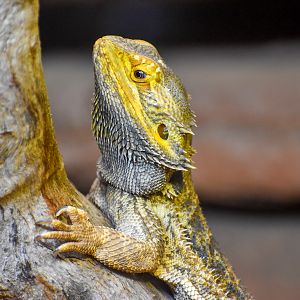 Central Bearded Dragon