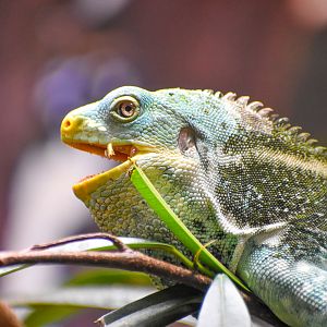 Yawning Fijian Crested Iguana