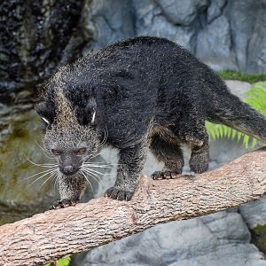Binturong
