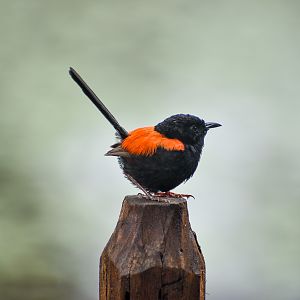 wild - Red-backed Fairywren