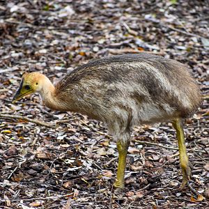 Southern Cassowary Chick