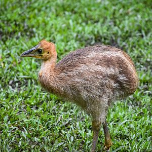Southern Cassowary Chick
