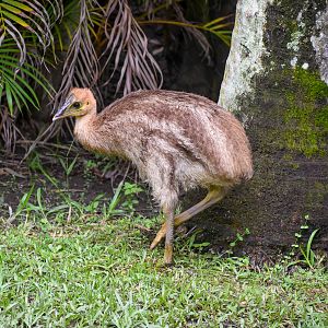 Southern Cassowary Chick