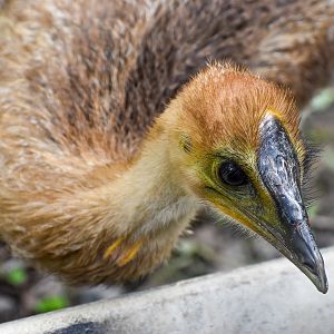 Up-close with the Cassowary Chick