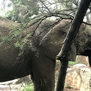 African Elephant (Loxodonta africana)