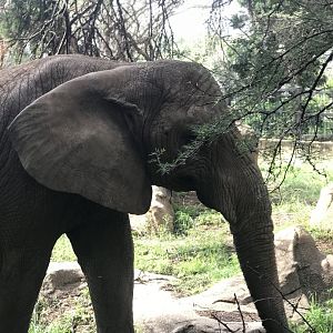 African Elephant (Loxodonta africana)
