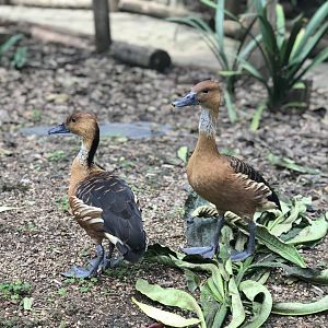 Fulvous-whistling Duck (Dendrocygna bicolor)