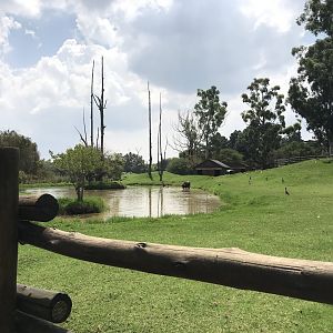 Asian Water Buffalo and Blackbuck Exhibit (Bufalus bufalis, Antilope cervicapra)