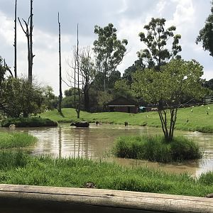 Asian Water Buffalo and Blackbuck Exhibit (Bufalus bufalis, Antilope cervicapra)
