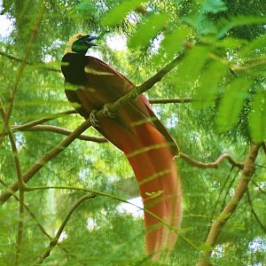 Raggiana Bird of Paradise (Paradisaea raggiana)