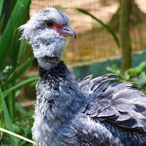 Southern Screamer (Chauna torquata)