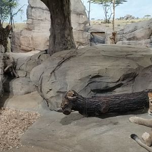Lion indoor exhibit