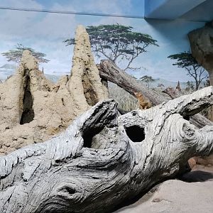 Dwarf Mongoose exhibit