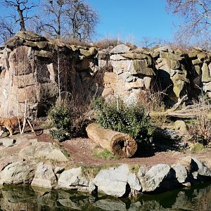 Amur Tiger outdoor exhibit