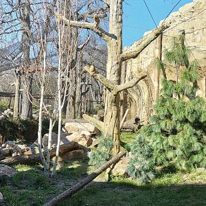 Persian Leopard two outdoor exhibits