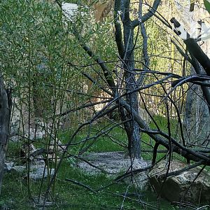 Ring-tailed Vontsira outdoor exhibit