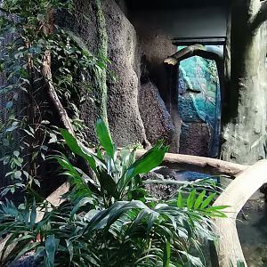 Margay indoor exhibit