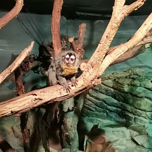 Bolivian Night Monkey