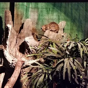 Rusty-spotted Cat