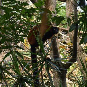 Red ruffed lemur