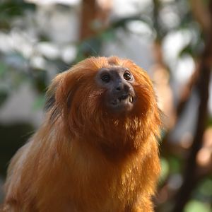 Golden lion tamarin