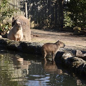 Capybara