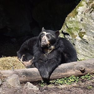 Spectacled bear