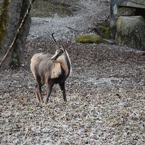 Abruzzo chamois