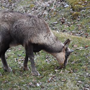 Abruzzo chamois