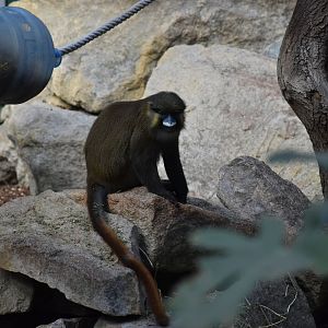Red-tailed moustached guenon