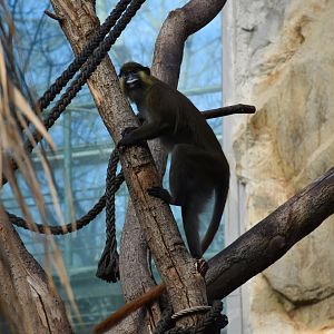 Red-tailed moustached guenon