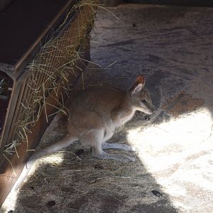 Agile wallaby