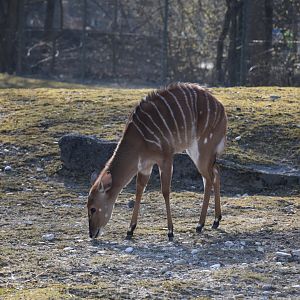 Nyala