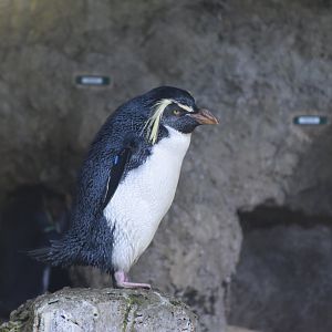 Northern rockhopper penguin