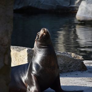 South American sea lion