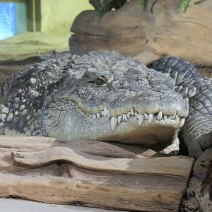 Nile crocodile