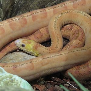 Everglades rat snake
