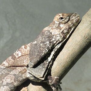 Frilled lizard