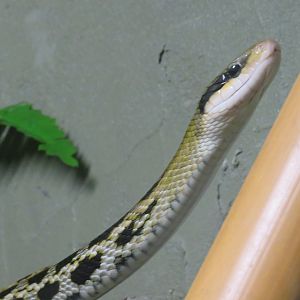 Beauty rat snake