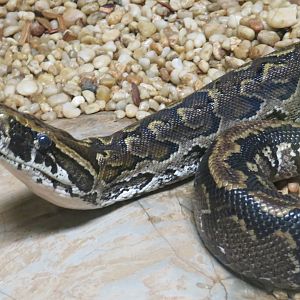 African rock python