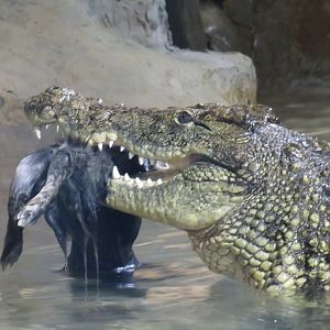 Nile crocodile eating a rabbit