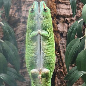 Madagascar giant day gecko