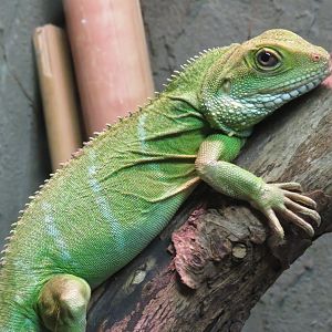 Chinese water dragon